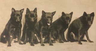 5 Schipperke Dog Dogs Portrait C1910s Old Rotary Photo Postcard