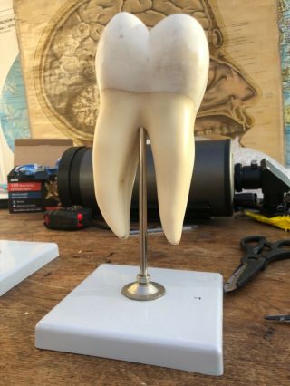Vintage Somso Molar Educational Anatomy Model Medical School Tooth Dental