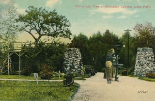 Salem Nh – Canobie Lake Park Old Apple Tree At Entrance