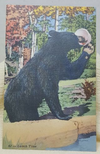 Black Bear Allegany State Park York Vintage Postcard