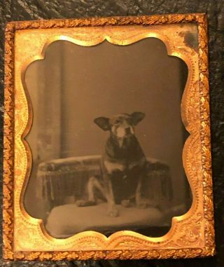 Sixth Plate Tintype Adorable Dog Sits Like A Frog Sincere Expression Cutest Boy