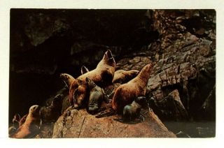 Cape Chiniak Kodiak Island Alaska Alaskan Sea Lions Vintage Postcard