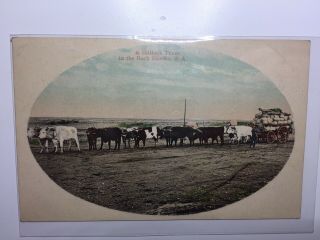 Vintage Postcard,  A Bullock Team In The Back Blocks,  Western Australia