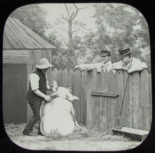 Glass Magic Lantern Slide Man With Pig C1890 Photo Victorian Comic Tale