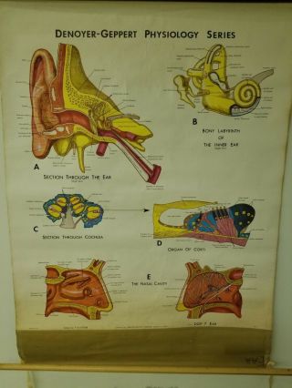 Vintage Pull Down Chart,  Denoyer - Geppert Physiology Series - Ear -