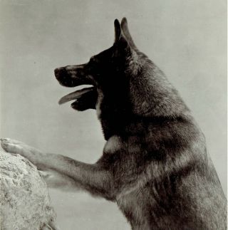1923 Photo Dog Rin Tin Tin Poses In Silent Film " Where The North Begin "