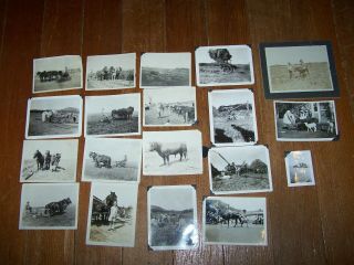 19 Antique Photograph 1920’s Horse Drawn Farming Animals Agriculture Related