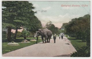 Old 1906 Card Elephant In Bristol Zoo Gardens Clifton To Wembley