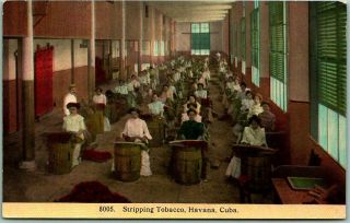 Vintage 1910s Havana,  Cuba Postcard " Stripping Tobacco " Cigar Factory Scene