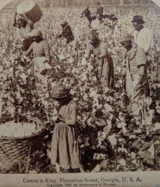 1894 African American Worker S Picking Cotton,  Plantation Scene Georgia Ga