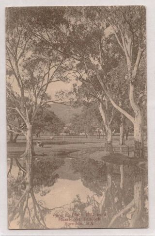 Vintage Postcard Rppc View Of Black Hill,  Hazelwood Paddock Burnside S.  A