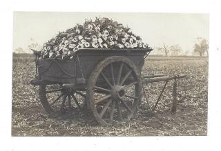 Vintage Rp Postcard Farmers Cart Of Sugar Beet Taken By Herbert Raby,  Downham
