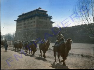 Glass Magic Lantern Slide China,  Camels On City Street C1900 Hand Colored