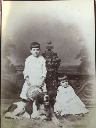 Antique Cabinet Photo,  2 Children,  With Dog - Springer Spaniel,  Syracuse,  Ny
