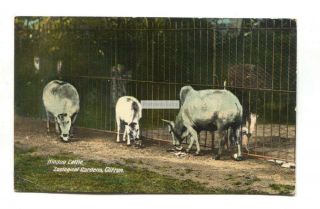 Clifton Zoological Gardens,  Zoo,  Bristol - Hindoo Cattle - Old Postcard