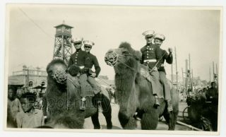 Vintage China Photograph 1930s Peking Peiping Us Marines Usmc On Camels Photo