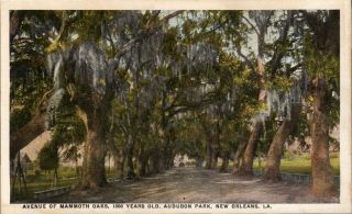 Avenue Of Mammoth Oaks,  1,  000 Yrs.  Old,  Audubon Park,  Orleans,  Louisiana