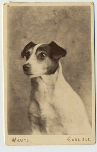 Antique Cabinet Photograph Of A Little Terrier Dog By T.  Whaite Carlisle L3