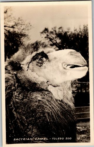 Rppc Bactrian Camel,  Toledo Zoo Oh Vintage Postcard K26