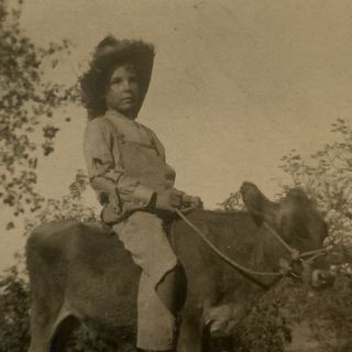 Antique Cabinet Card Photograph Little Boy Cow Calf Cowboy ID Harlan Golston 3