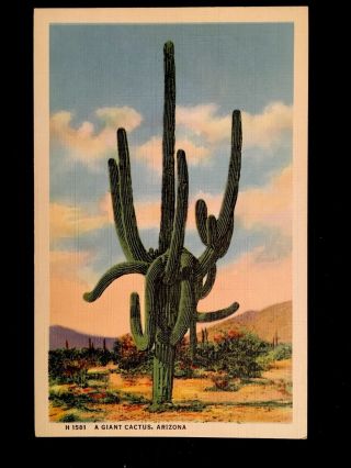 C1940’s Giant Saguaro Cactus,  Arizona Vintage Postcard