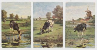 Three Great Old Cards Friesian Cattle 1909 Pytchley Postmarks Windmill Kettering