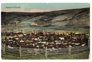 100220 Vintage Cowboy Western Postcard Horses In Corral C 1910
