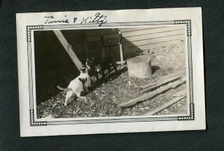 Vintage 1936 Photo Pet Boston Terrier Dog Face Off Pet Cat 39109