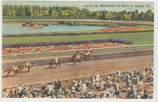 Miami,  Fl Postcard Hialeah Park Horse Race Course Vintage Old Linen Mid - Season