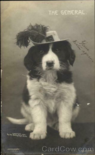 Dogs 1907 Rppc The General Rotograph Real Photo Post Card 1c Stamp Vintage