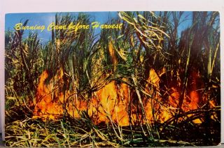 Hawaii Hi Harvesting Sugar Cane Postcard Old Vintage Card View Standard Souvenir