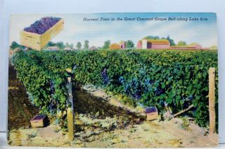 Scenic Great Concord Grape Belt Lake Erie Harvest Time Postcard Old Vintage Card