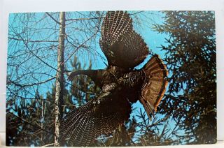 Animal Bird Wild Turkey Postcard Old Vintage Card View Standard Souvenir Postal