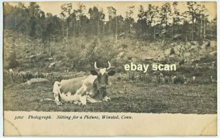 Old Real Photo Postcard Showing A Cow With Horns,  Winsted,  Ct Conn.