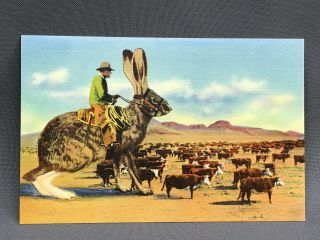Vtg - Antique Exaggeration - Genre Postcard - Cowboy Jack Rabbit - C.  1940 Animals