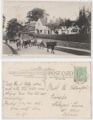 Early Postcard,  Worcestershire,  Powick Village,  Old Houses,  Cows In Road,  1905,