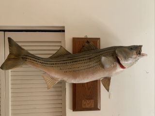 31 Inch Real Skin Striped Bass Fish Mount Taxidermy Home Fishing Lodge Vintage