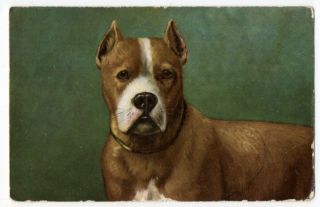 112920 Vintage Staffordshire Bull Terrier Dog Postcard 1905
