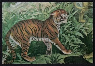 Vintage Tiger Art Postcard 3.  75 X 5.  5 Merrimack Publishing - Printed In Japan
