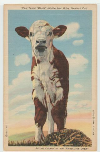 Texas Tx West Dogie Baby Hereford Calf Cow Cattle Postcard Old Vintage Linen