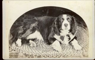 Antique Cabinet Photo Of A Spring Spaniel Dog,  Fabulous Image