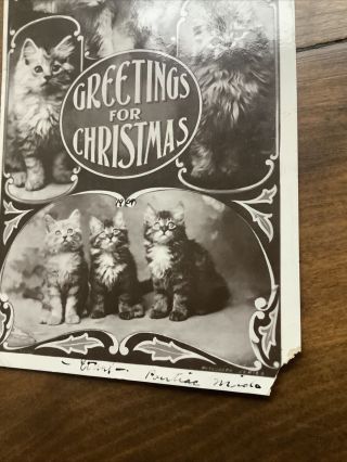 Vintage Christmas Real Photo Postcard Cats Kittens 1909 RPPC 2