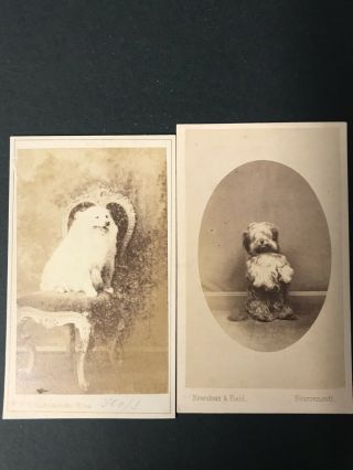 Cdv 2 X Pet Dogs By Newnham And Field Bournemouth (17)