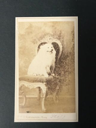 CDV 2 X PET DOGS BY NEWNHAM AND FIELD BOURNEMOUTH (17) 2