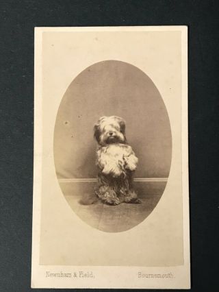 CDV 2 X PET DOGS BY NEWNHAM AND FIELD BOURNEMOUTH (17) 3