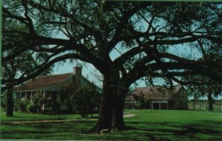 Vintage Texas Tx Postcard President Lyndon B Johnson Prayed In The Old Elm Tree