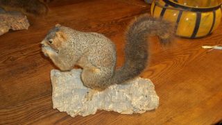 Vintage Large Squirrel Taxidermy Mount,  Log Cabin Decor,  Professional,  Ex Cond