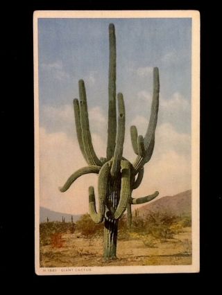 C1919 Giant Saguaro Cactus,  Arizona Vintage Db Postcard