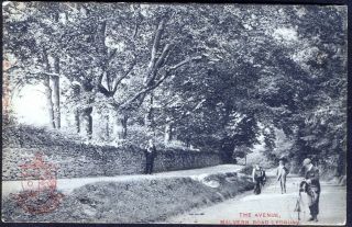 The Avenue,  Malvern Road,  Ledbury.  197 Vintage Postcard.  Postage