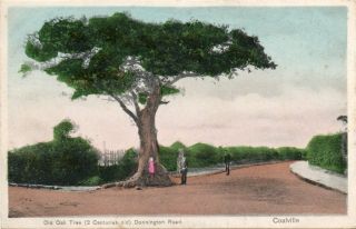 Old Postcard " The Old Oak Tree.  Coalville "